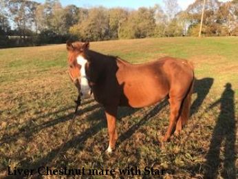 Liver Chestnut mare with Star